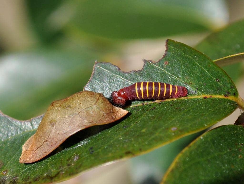 Larva Phocides polybius