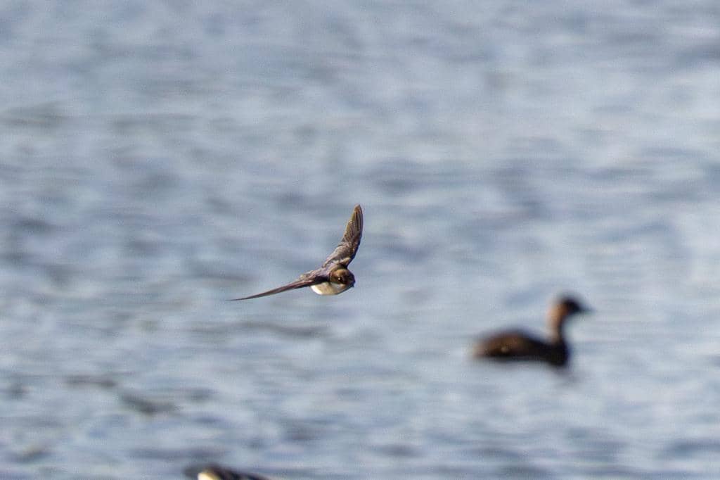 Burung Hirundo smithii