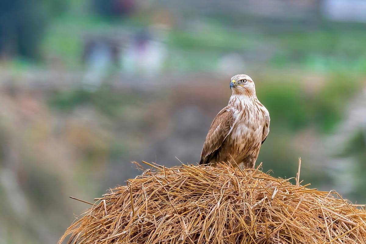buzzard kaki panjang