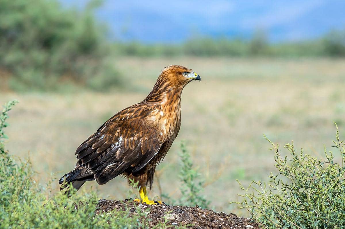 5 Fakta Menarik Buzzard Kaki Panjang, Hidup di Area yang Luas