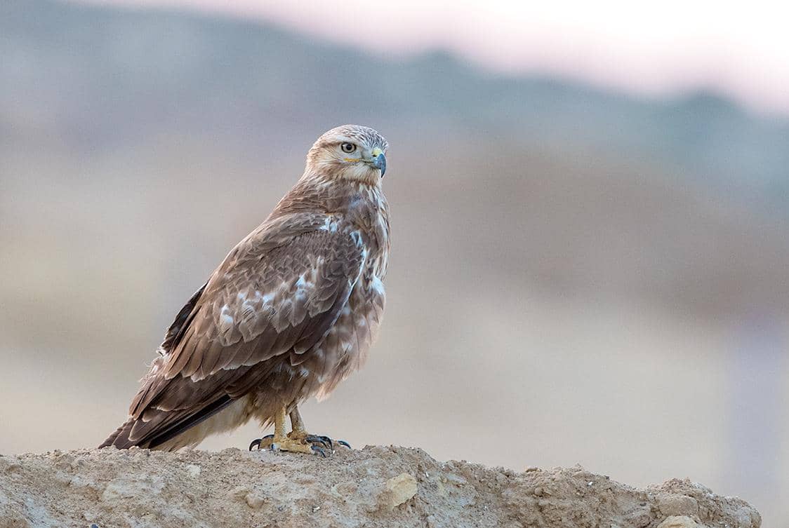 buzzard kaki panjang
