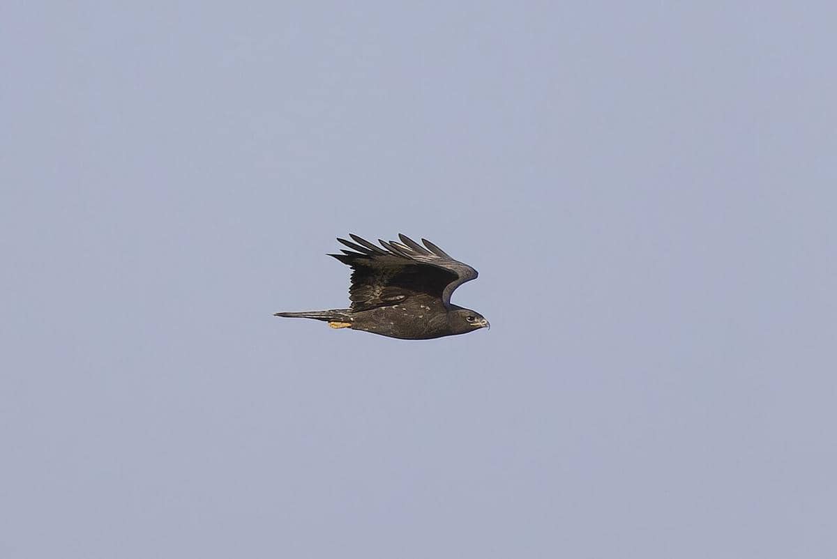 buzzard kaki panjang