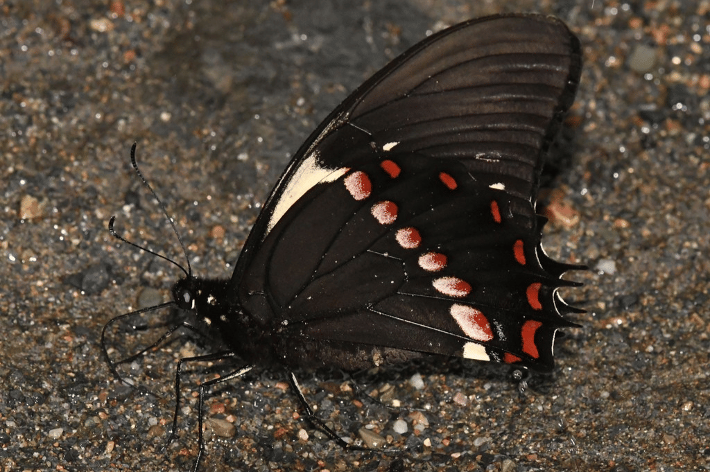 swallowtail victorine