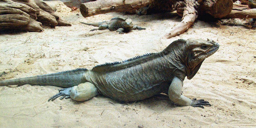 4 Fakta Unik Cyclura cornuta, Punya Cula Mirip Badak