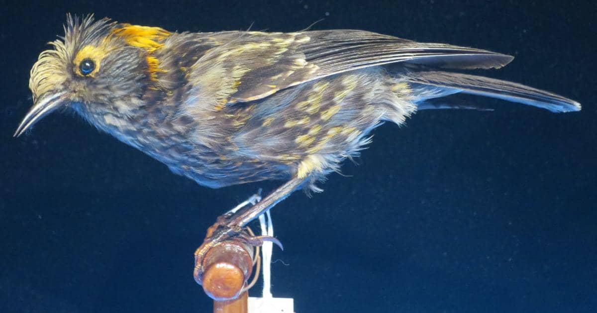 Burung akohekohe