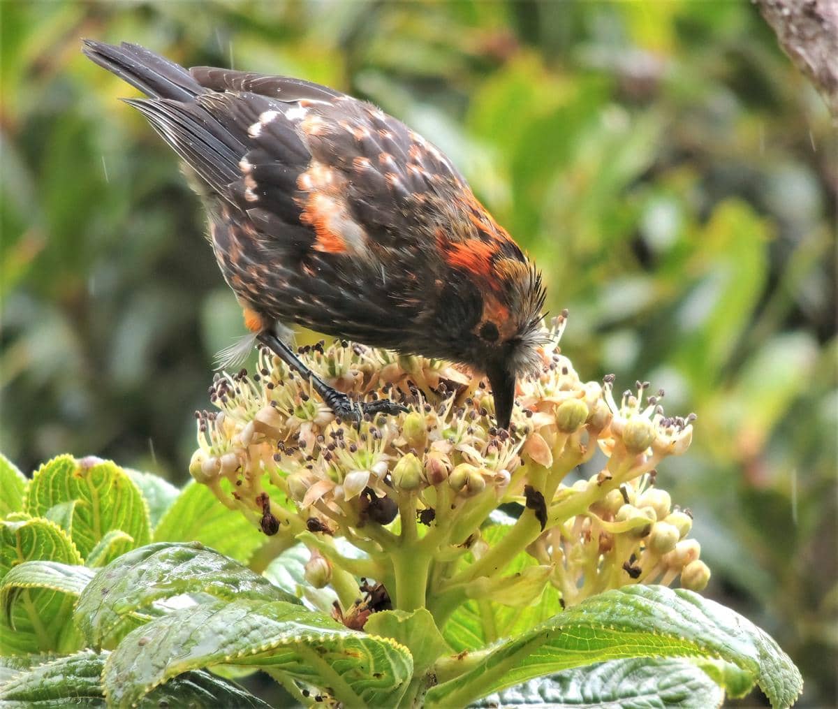 Burung akohekohe