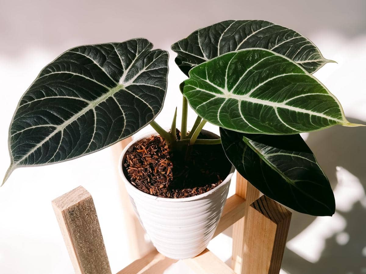 ilustrasi alocasia black velvet