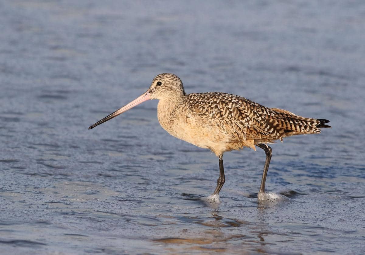 Burung Godwit Berekor Bergaris
