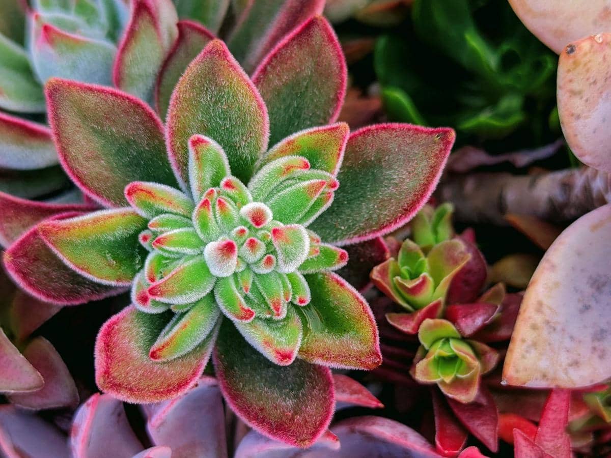 ilustrasi echeveria pulvinata