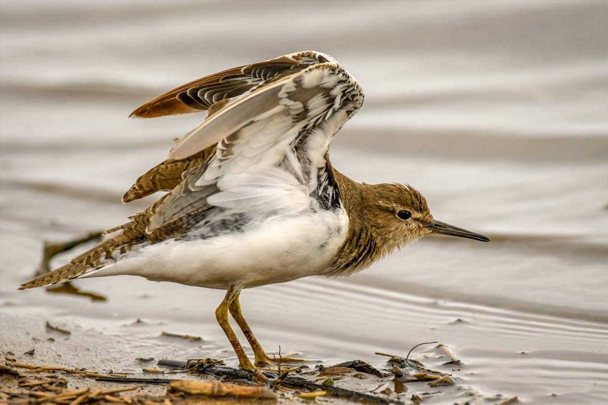 Burung sandpiper dada