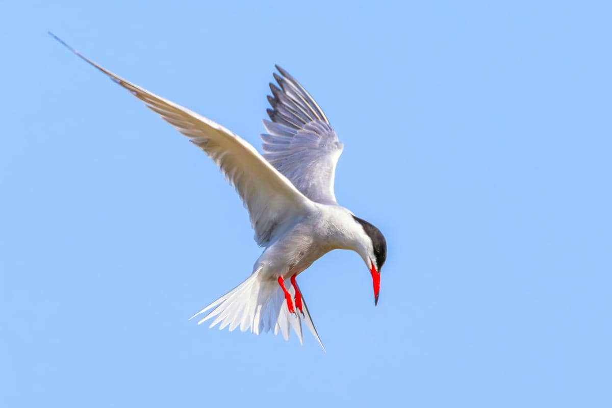 5 Burung dengan Stamina Terbang Paling Ekstrem di Dunia