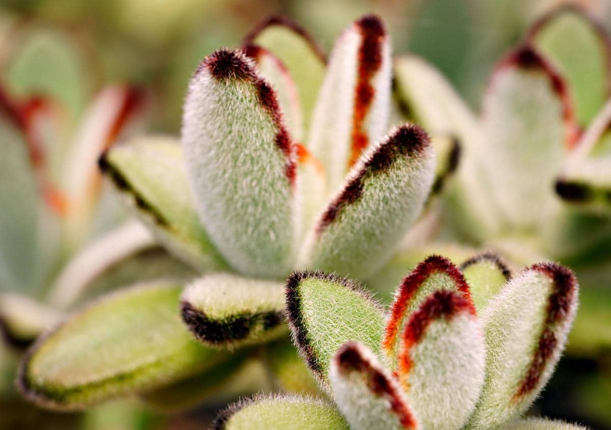 ilustrasi kalanchoe tomentosa