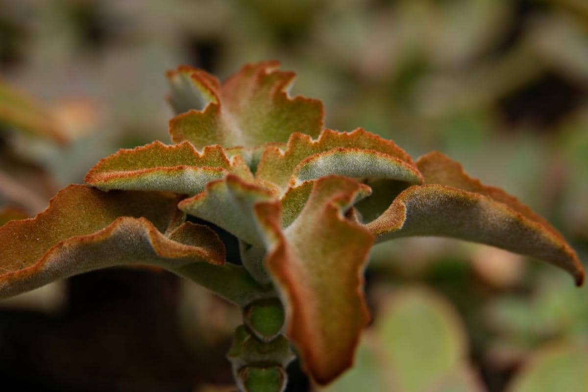 ilustrasi kalanchoe beharensis