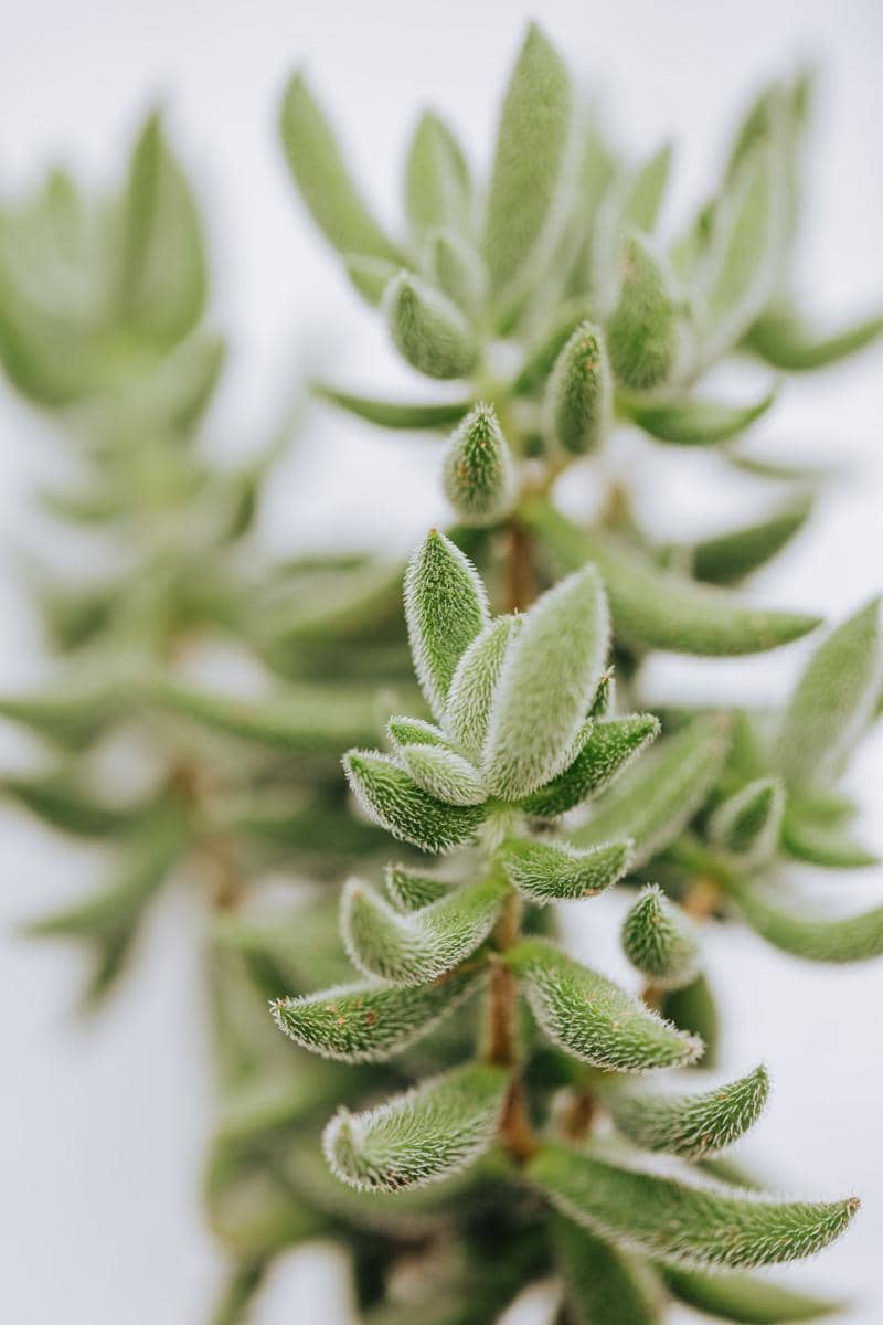 ilustrasi crassula mesembryanthemoides