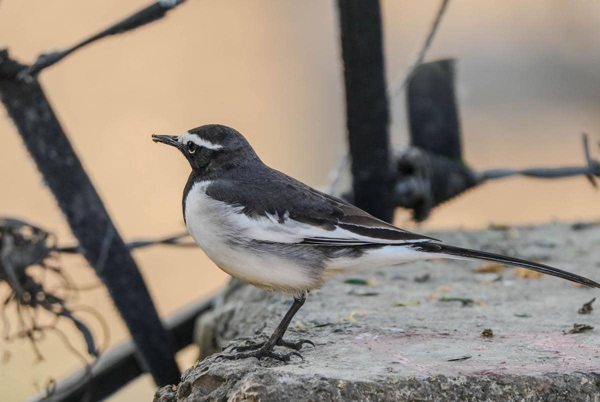 Burung Pied Wheatear