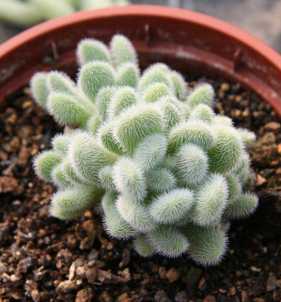 ilustrasi sedum hintonii