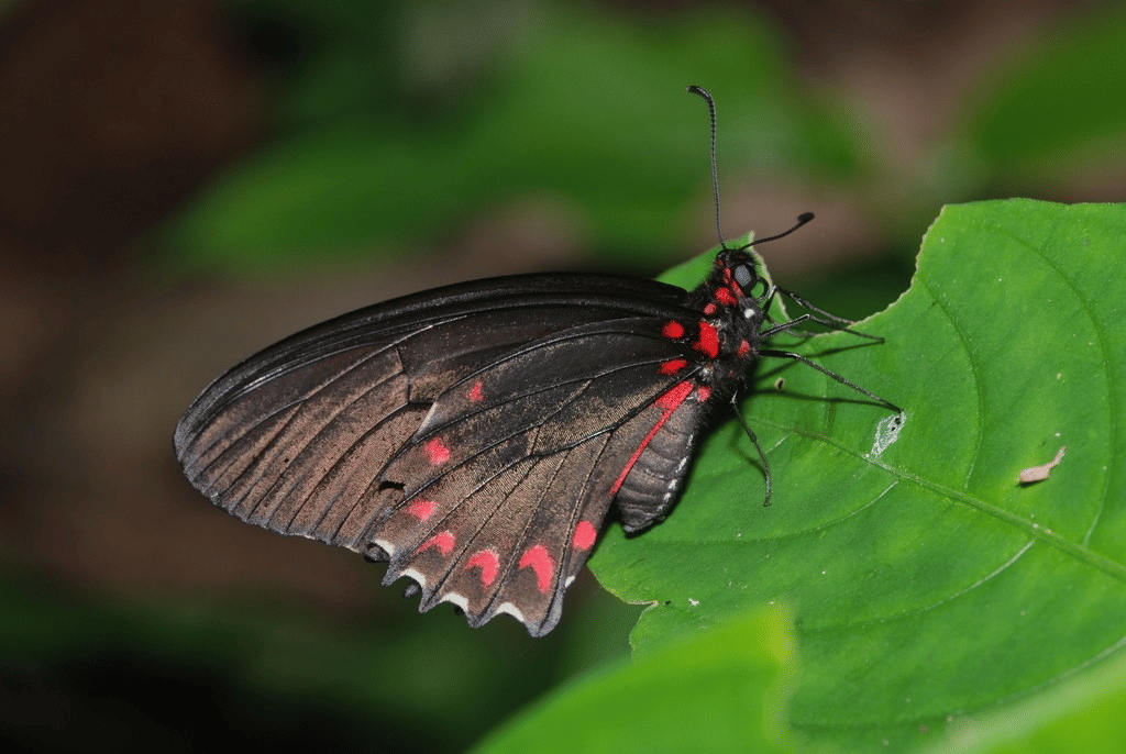swallowtail ilus