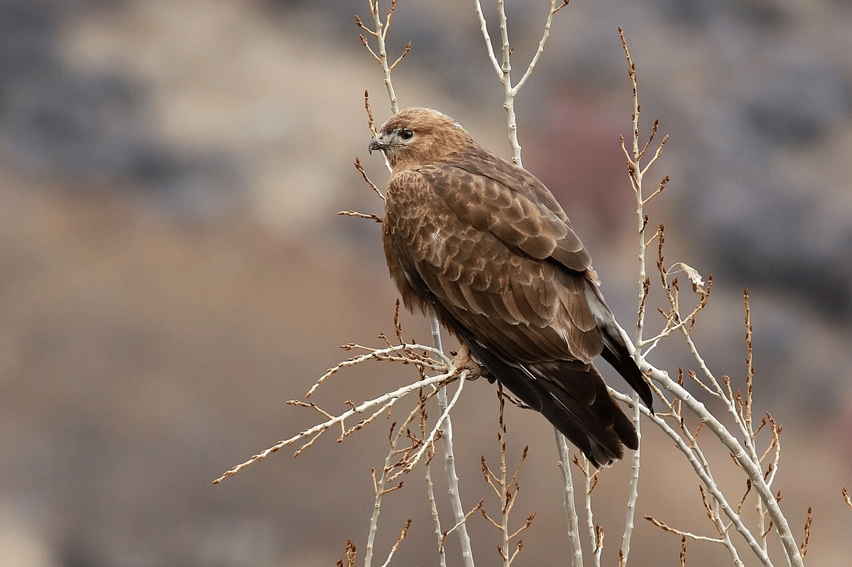 buzzard kaki panjang