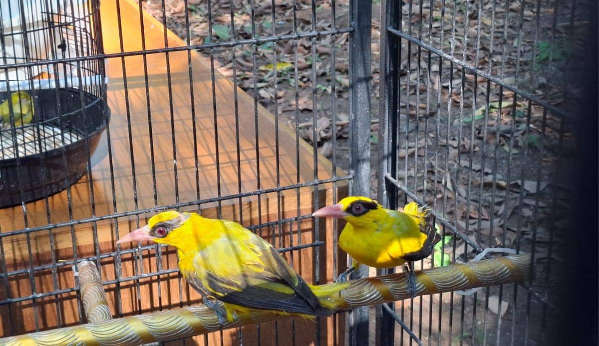 Burung jenis kepudang kuduk-hitam (Oriolus chinensis). (IDN Times/Darsil Yahya)