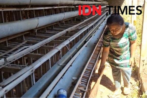 Peternak Ayam Petelur di Ngawi Angkat Bendera Putih