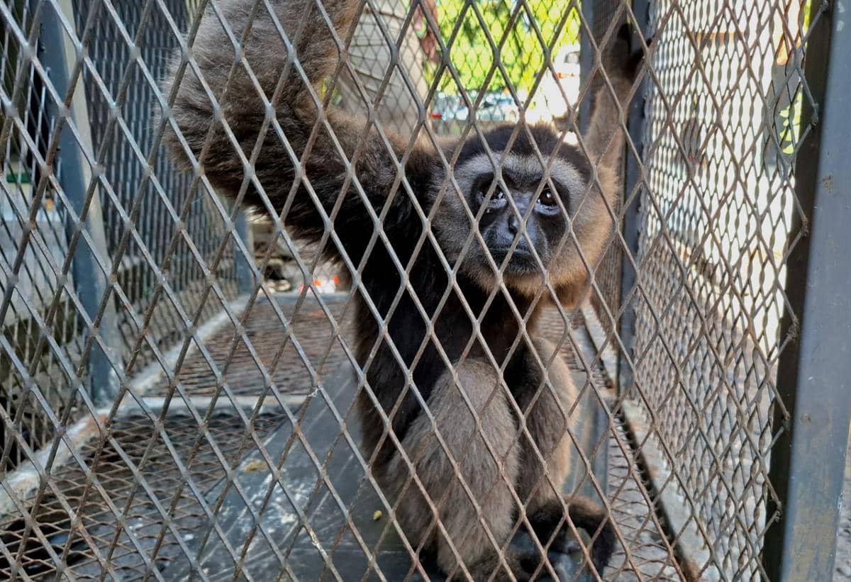 Owa jenggot putih (Hylobates albibarbis) yang diselamatkan tim Balai Besar Konservasi Sumber Daya Alam (BBKSDA) Sulawesi Selatan. (IDN Times