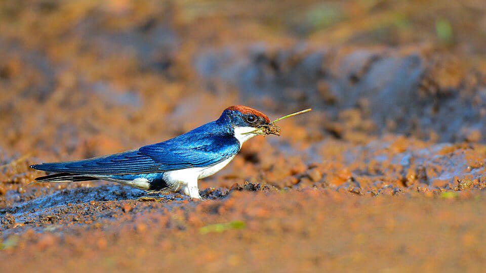 Burung Hirundo smithii