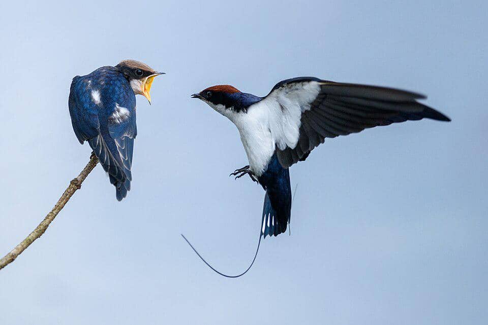 Burung Hirundo smithii