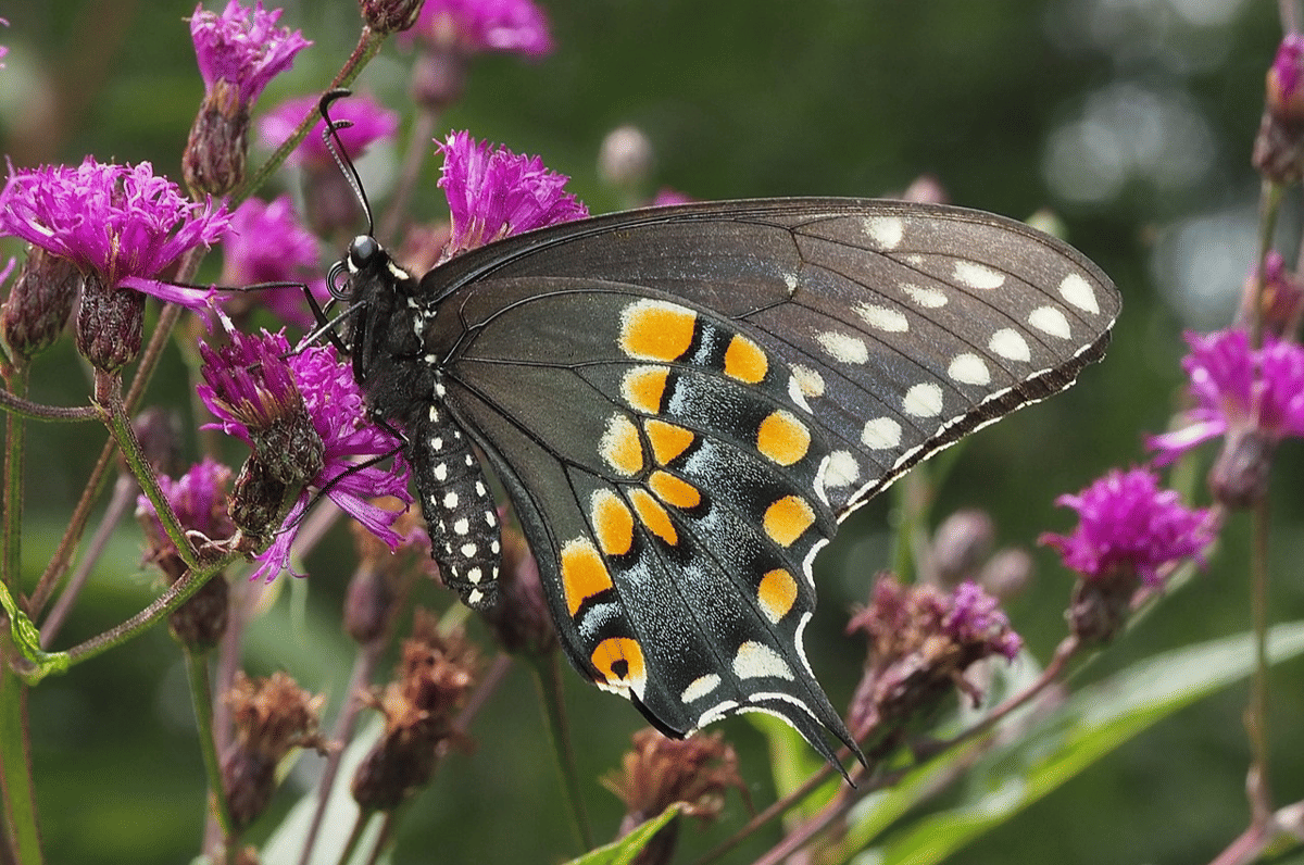 5 Fakta Menarik Swallowtail Hitam, Punya Kemampuan Mimikri