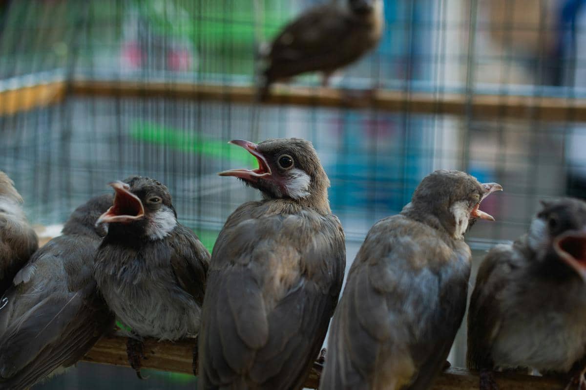 Flu Burung Meluas ke Kathmandu, Nepal Musnahkan Ratusan Ribu Unggas