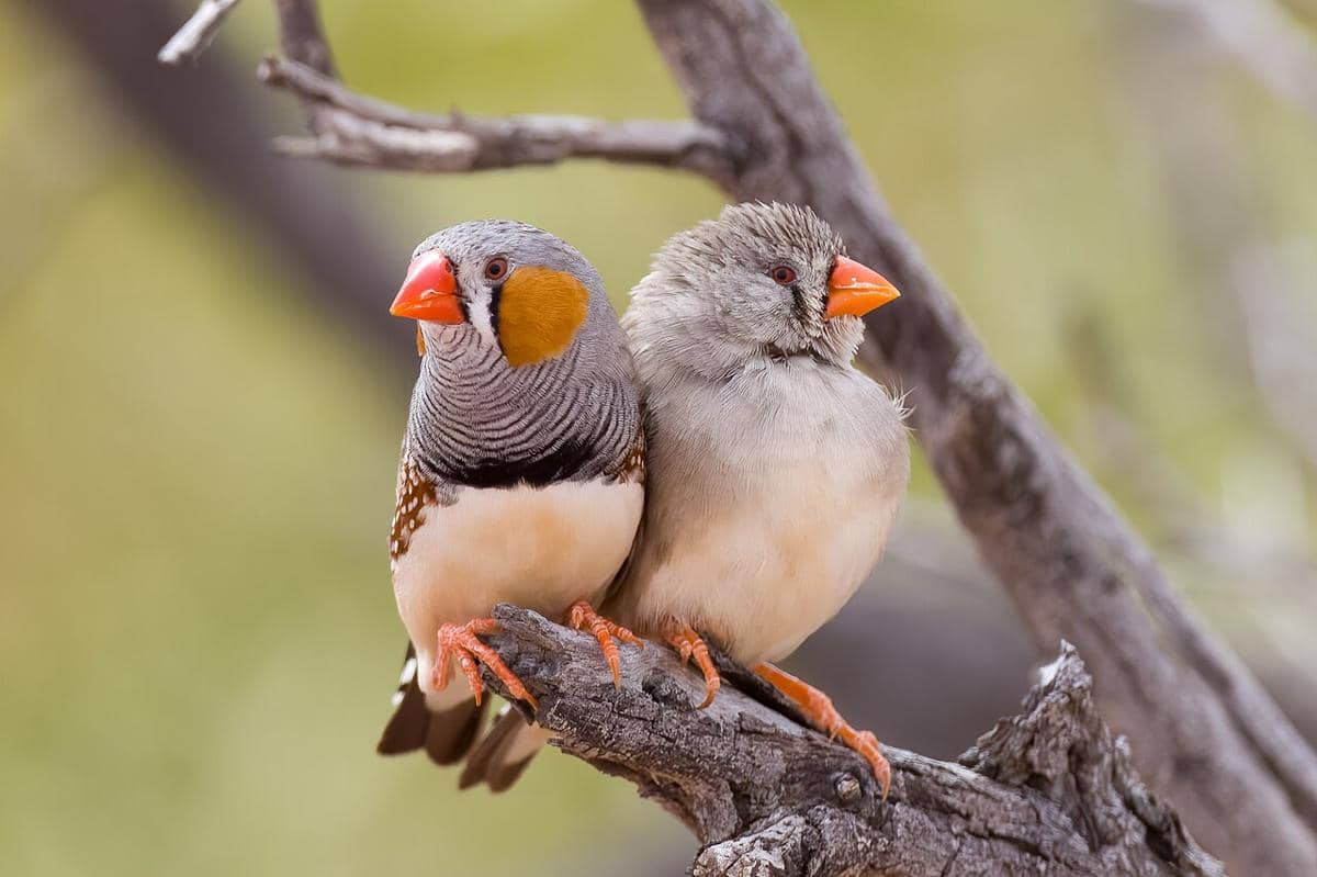 burung finch zebra