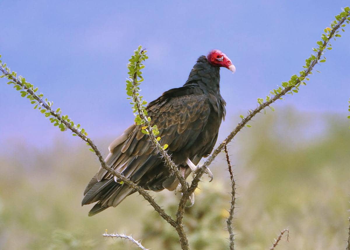 burung turkey vulture