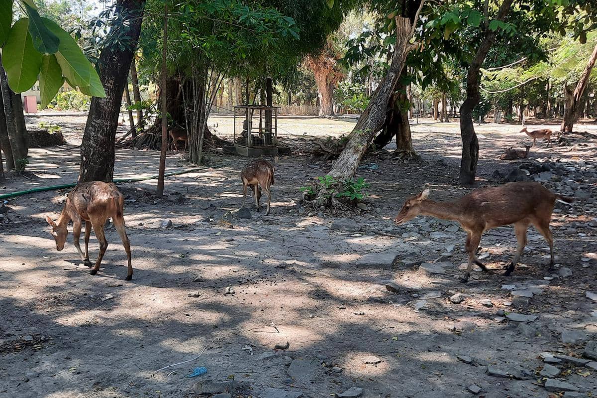rusa di Taman Balekambang