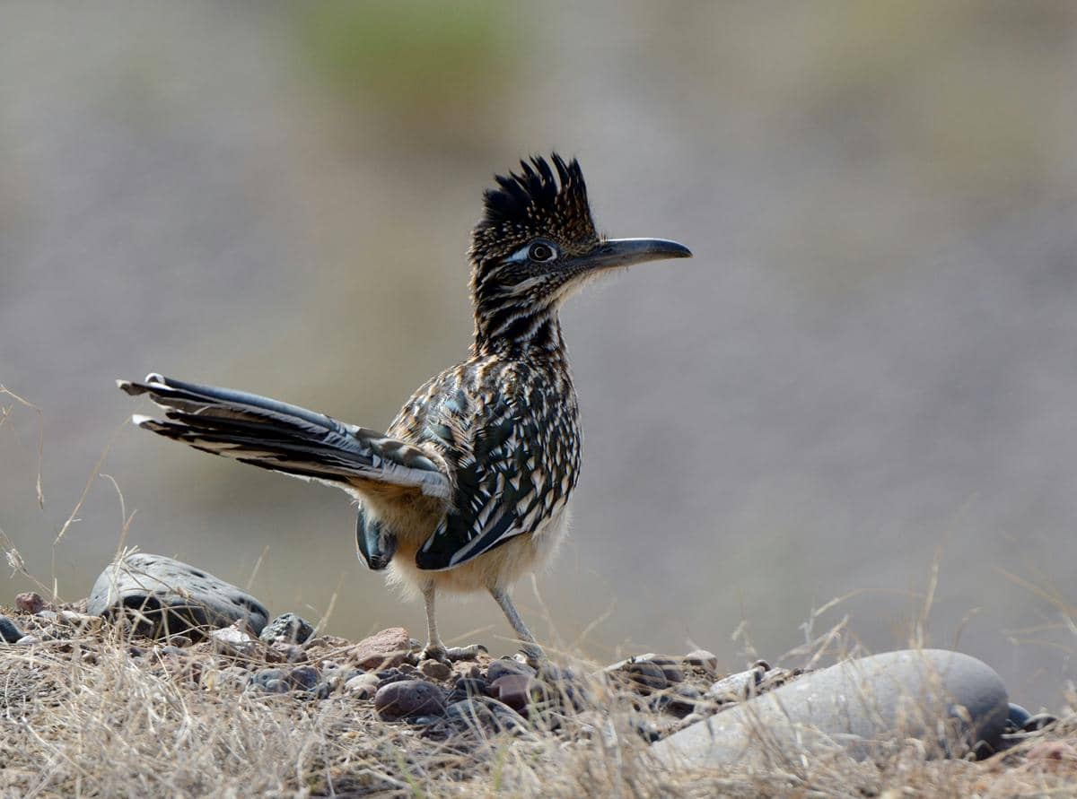 Burung roadrunner