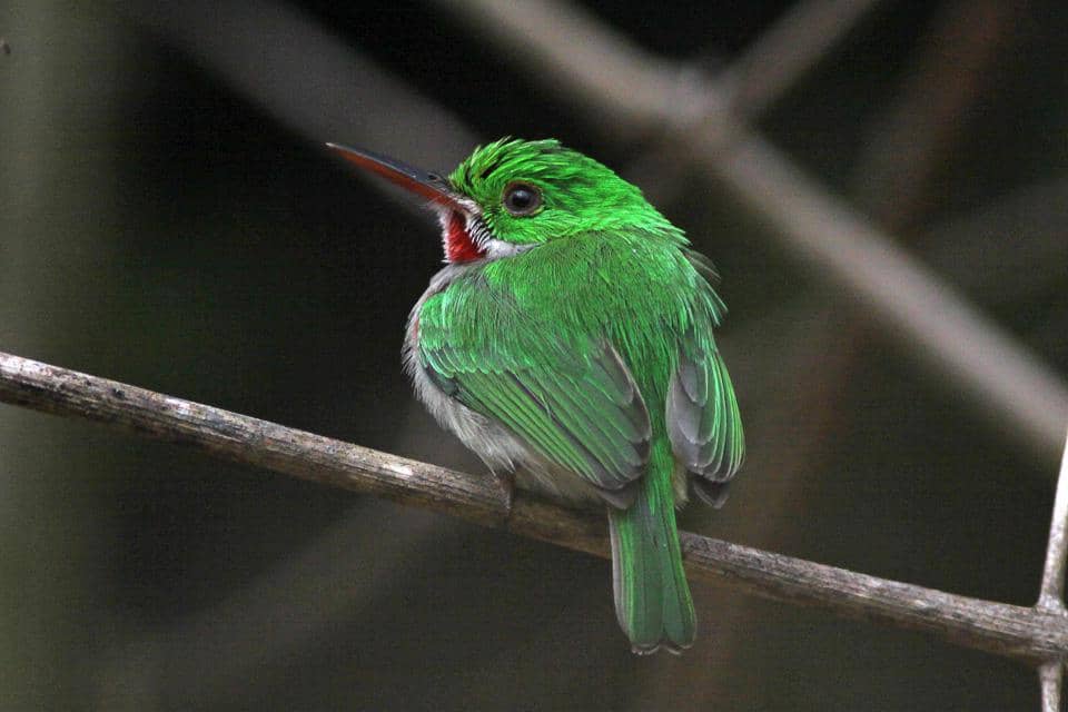 Burung broad-billed tody memperlihatkan punggung hijaunya.