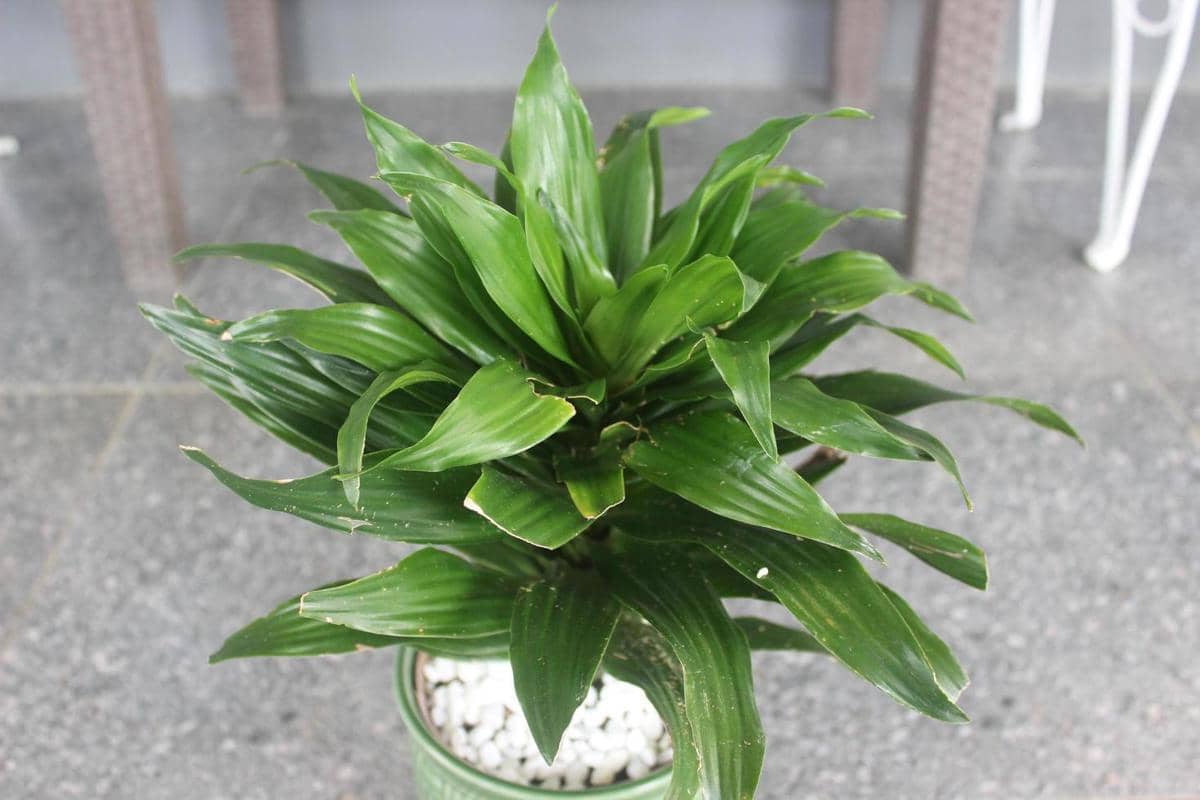 ilustrasi dracaena compacta