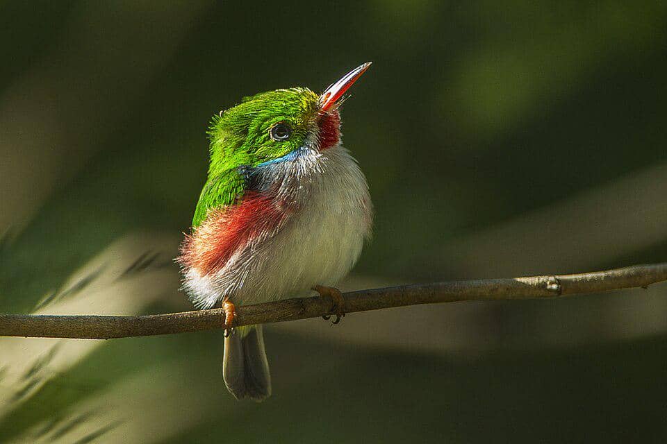 Burung Cuban tody bertengger di pohon.