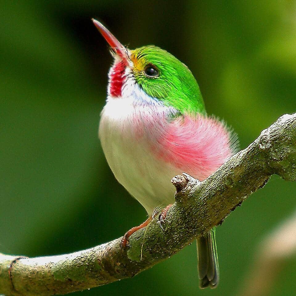Burung Cuban tody memperlihatkan sisi tubuhnya yang bersemu merah muda.