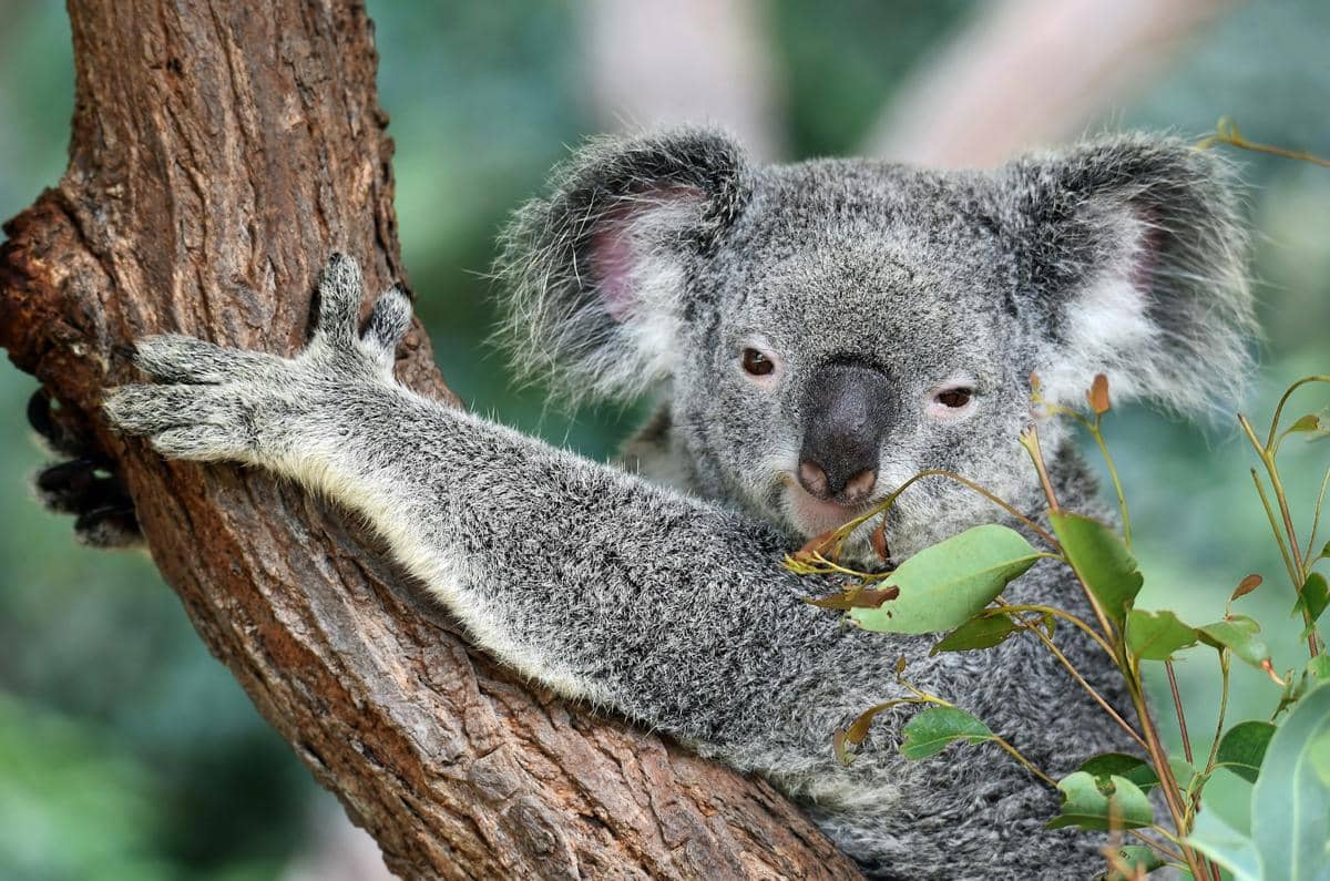 potret koala di batang pohon