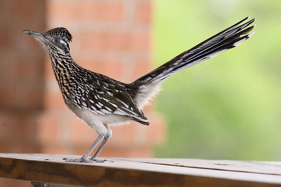 Burung roadrunner