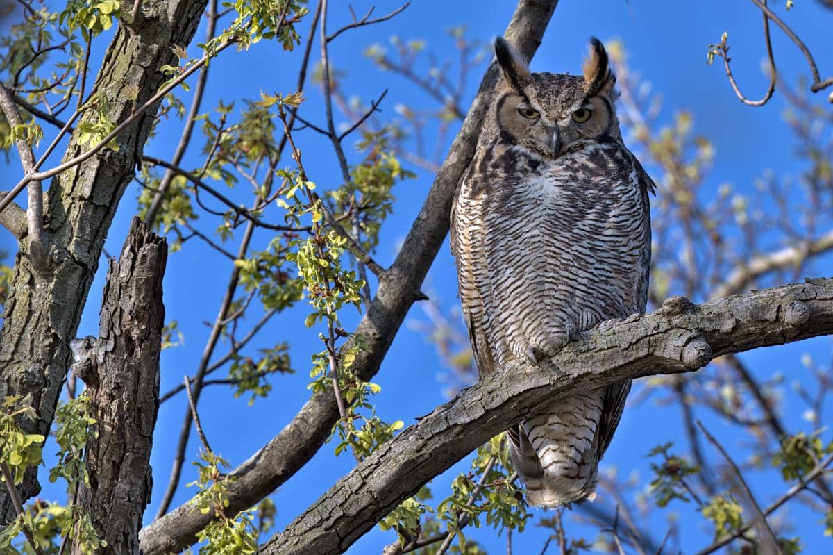 ilustrasi great horned owl