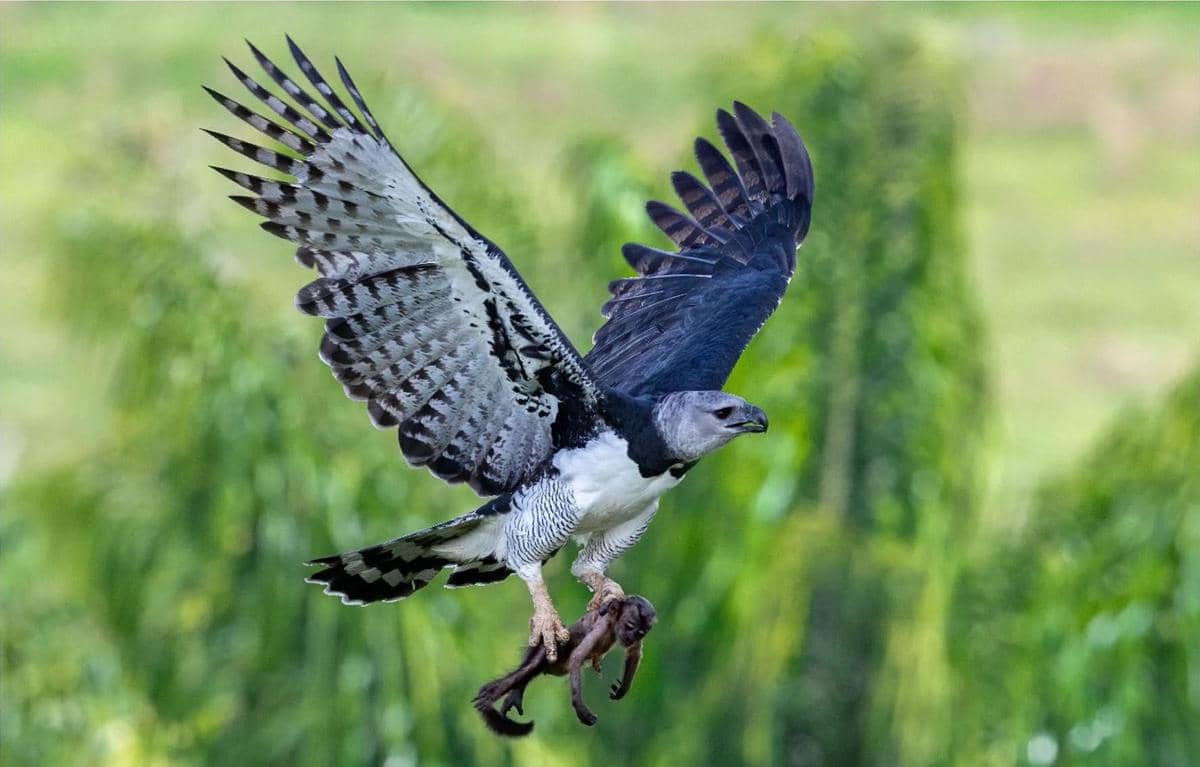 5 Burung dengan Strategi Berburu Paling Ganas di Alam Liar
