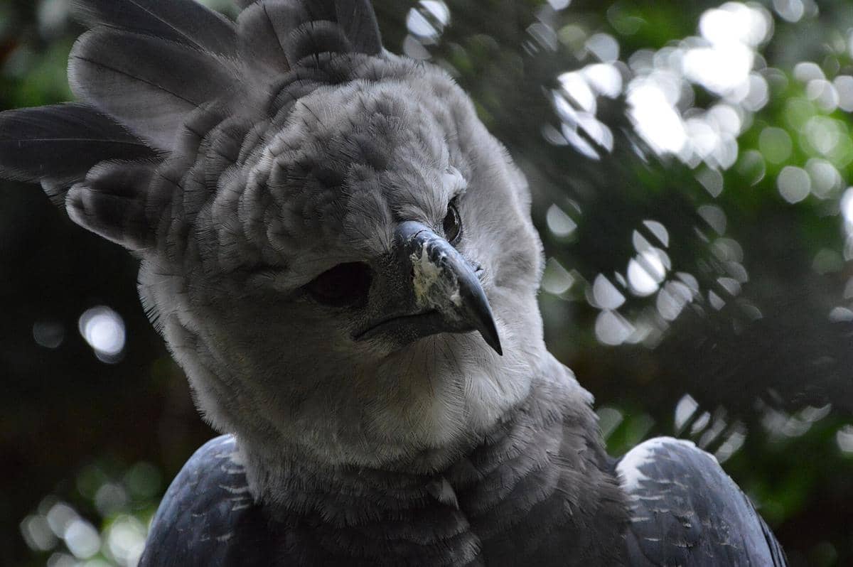 ilustrasi burung elang harpy