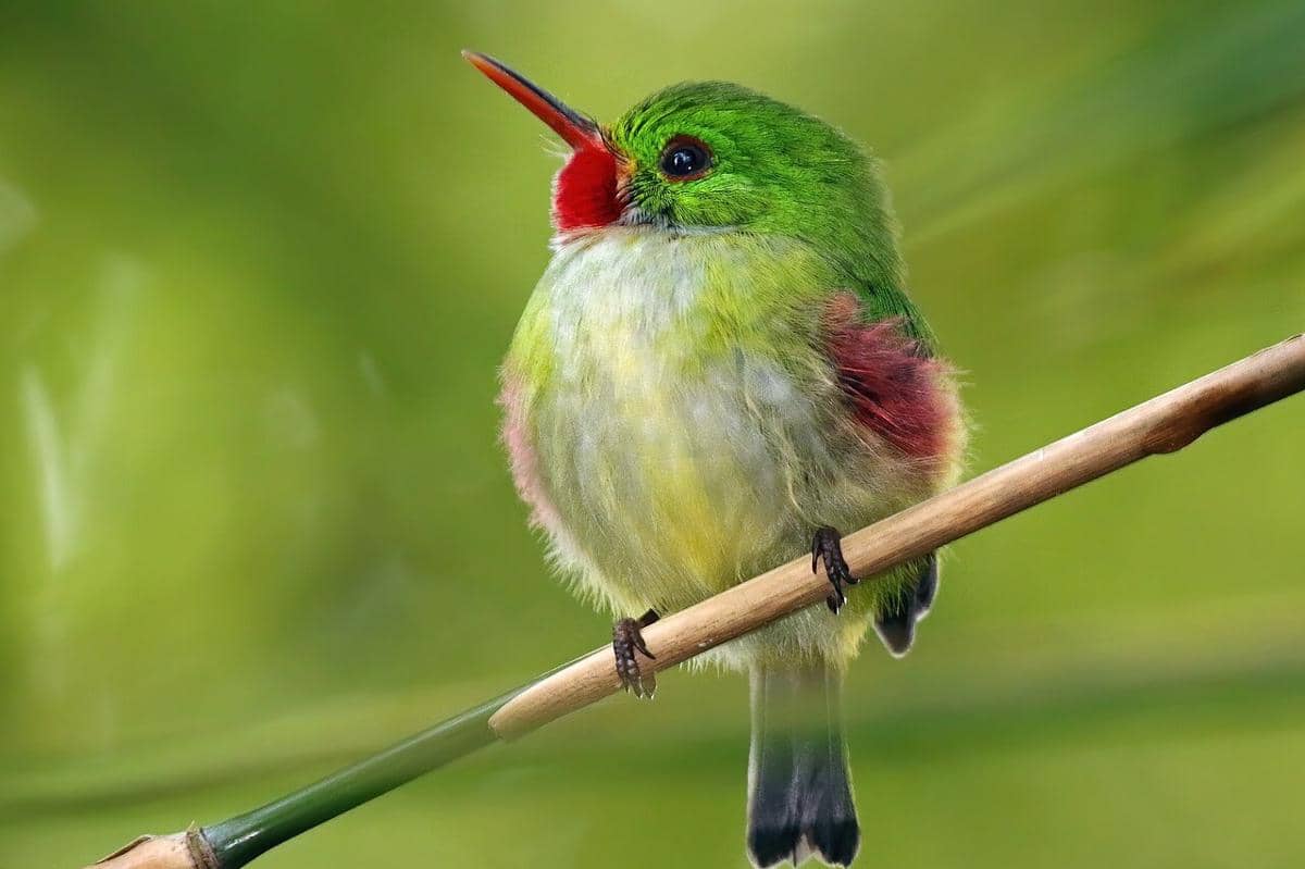 Burung Jamaican tody bertengger di tanaman.