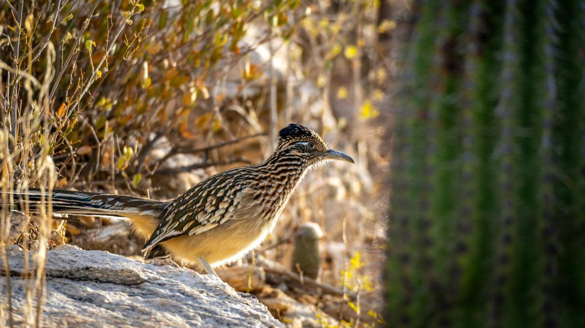 Burung roadrunner
