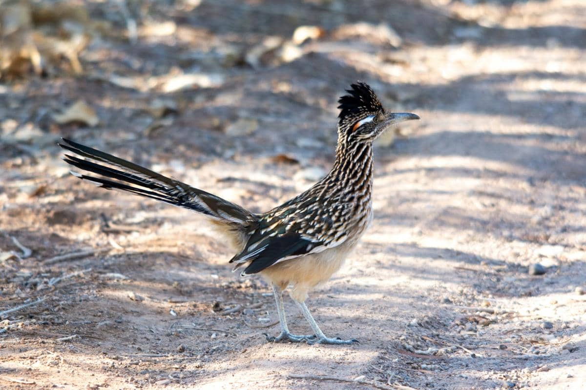Burung roadrunner