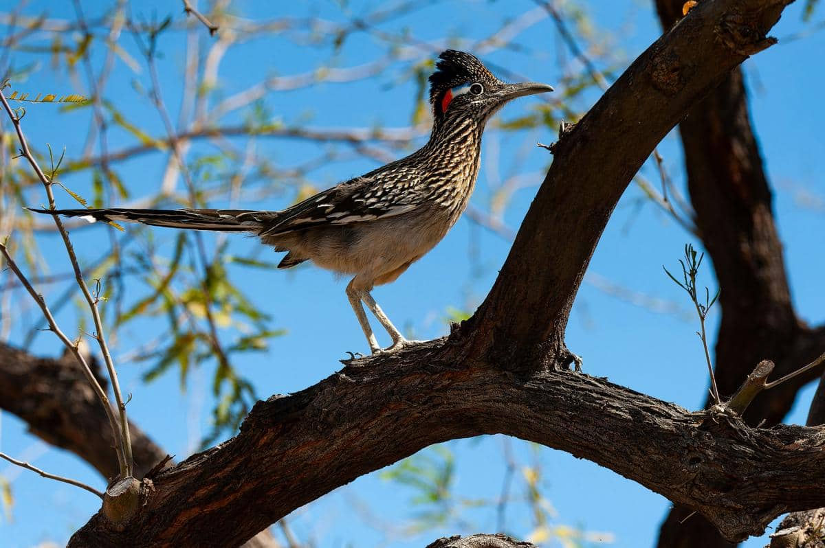 8 Fakta Gila Roadrunner, Burung Gurun Mengerikan Pengusir Roh Jahat