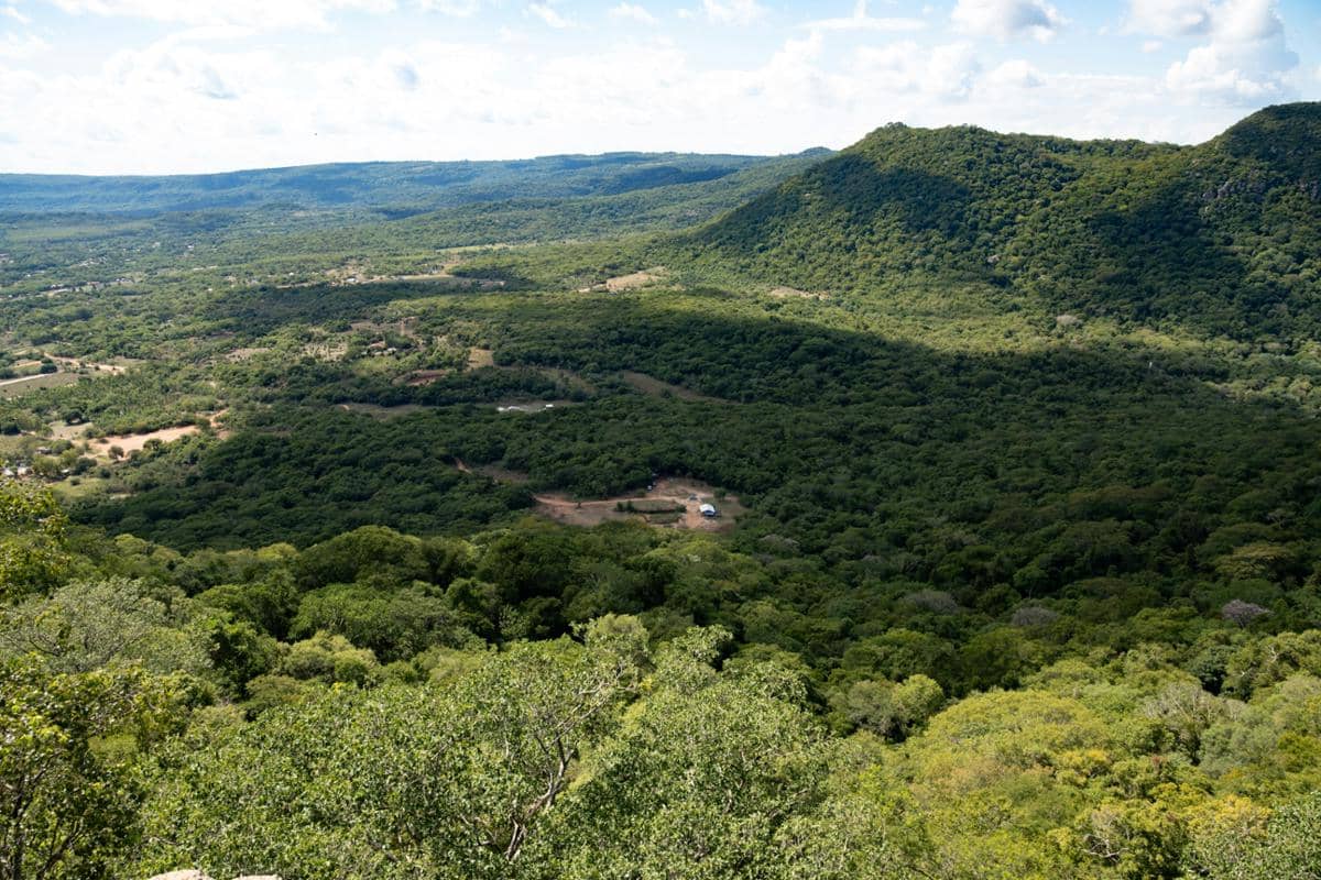 ilustrasi hutan di Paraguay 