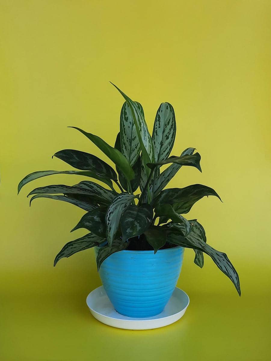 ilustrasi aglaonema