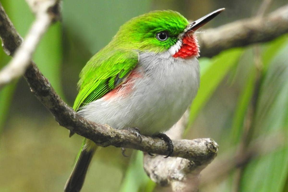 7 Fakta Unik Burung Tody, Bola Bulu Hijau dari Karibia