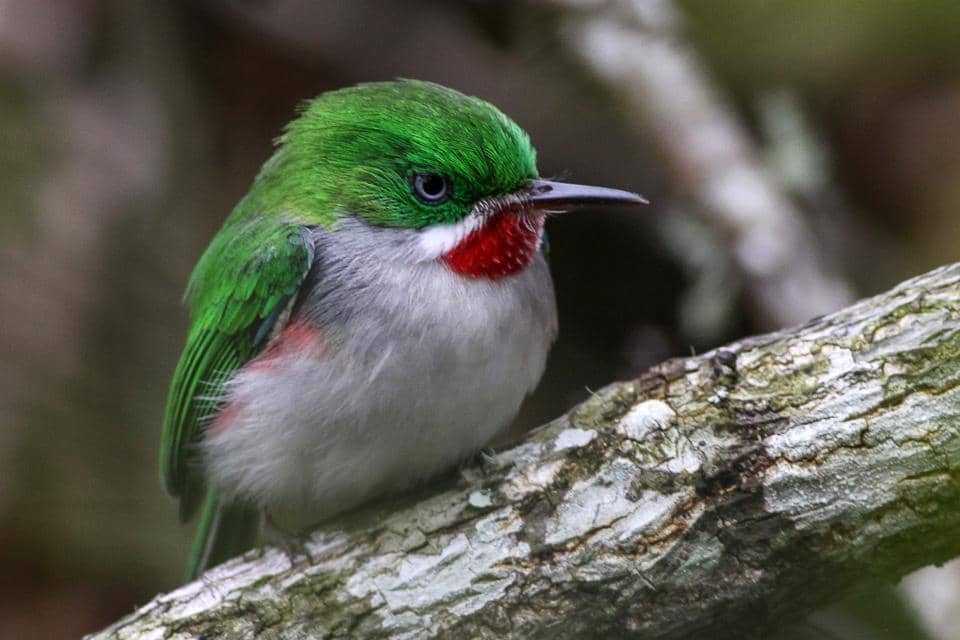 Burung narrow-billed tody bertengger di pohon.